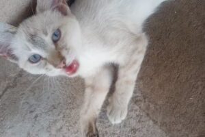 Alex&rsquo;s Barber Shop Julimes