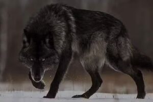 Alpha Barber Shop &ldquo;Daniel Barraza&rdquo;