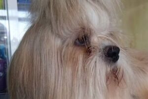 &Aacute;ngel Vet&acute;s Pet Hospital Coapa