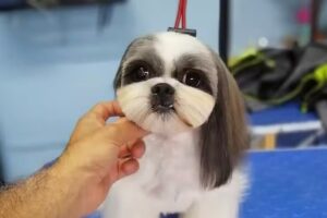 ARLO BARBERIA CANINA Y TIENDA DE MASCOTA