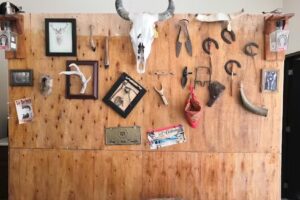 Barberia D’gilbert