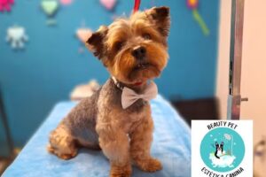 BEAUTY PET Estética Canina