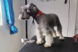 Clin-Can Est&eacute;tica canina y servicios veterinarios