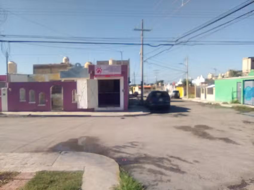 Est&eacute;tica Canina 3B