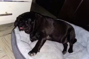 Est&eacute;tica canina &ldquo;Beauty Dog&rdquo;