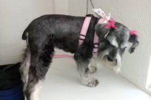 Est&eacute;tica Canina Candy