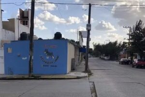 Estetica canina dog funny