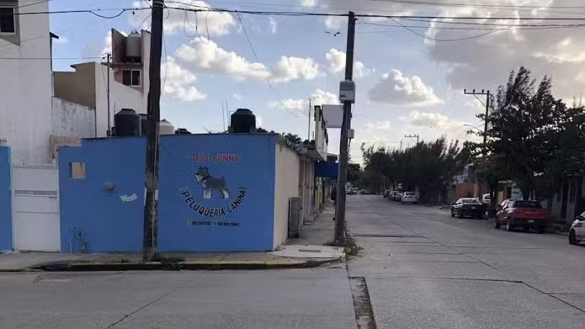 Estetica canina dog funny