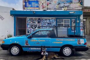 Est&eacute;tica Canina Drago