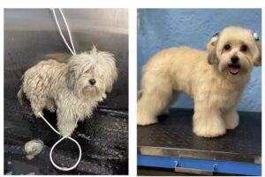 Est&eacute;tica canina Fresh Pet