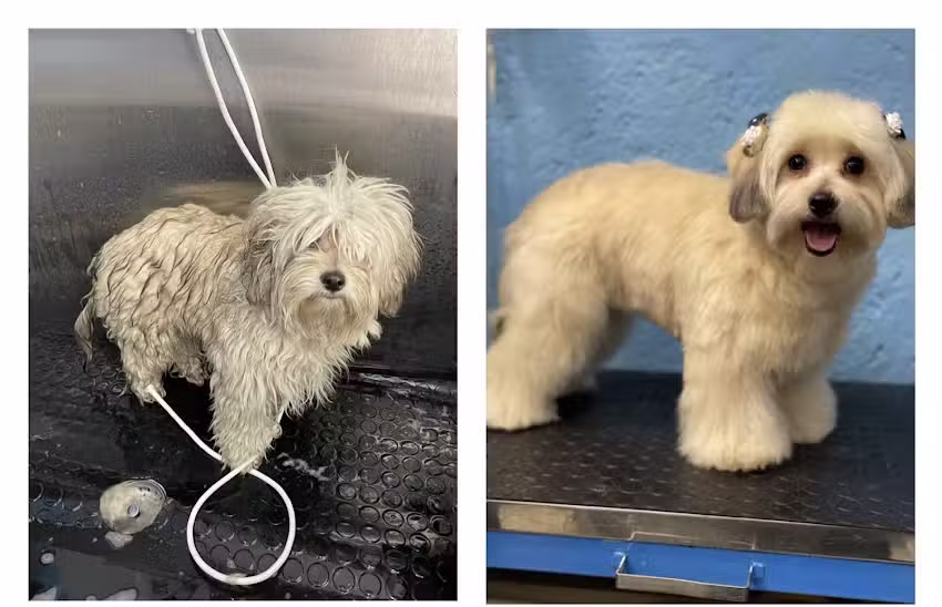 Est&eacute;tica canina Fresh Pet