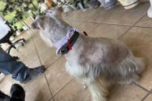 Estetica canina Guau Paw