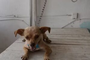 Est&eacute;tica Canina Los Peluditos