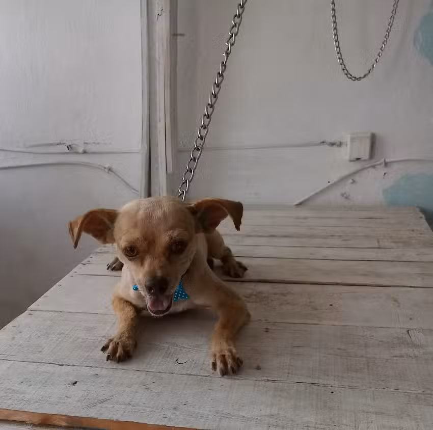 Est&eacute;tica Canina Los Peluditos