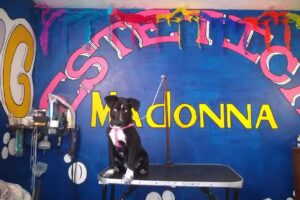 Est&eacute;tica Canina Madonna