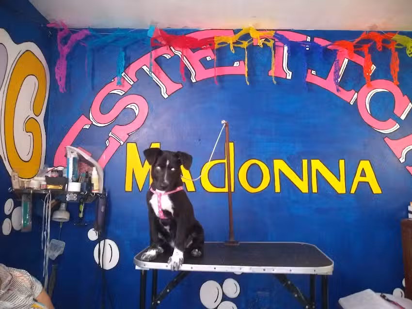 Est&eacute;tica Canina Madonna