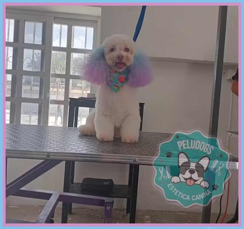 ESTETICA CANINA PELUDOGS