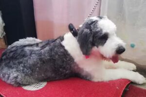 Est&eacute;tica Canina Santiaguito