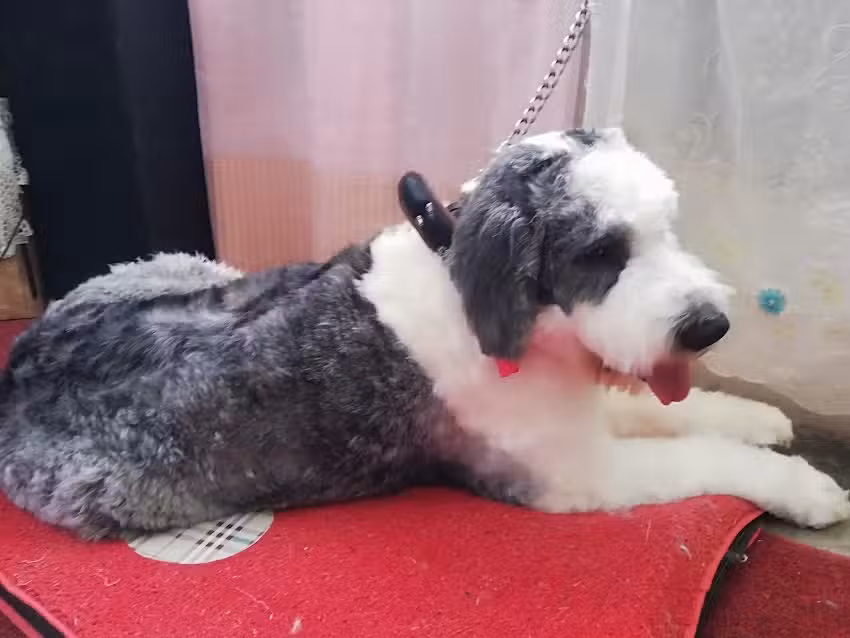 Est&eacute;tica Canina Santiaguito