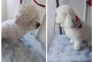 ESTETICA CANINA STYLO LIA