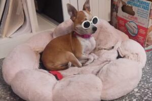 Estética Canina Tootsita Pet Shop