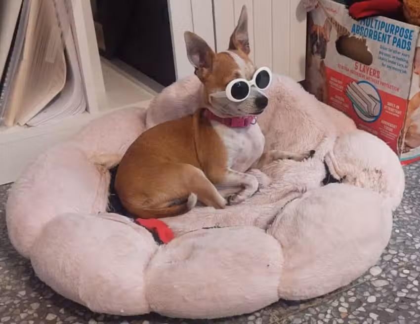 Est&eacute;tica Canina Tootsita Pet Shop