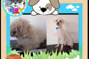 Est&eacute;tica Canina Towy Pets