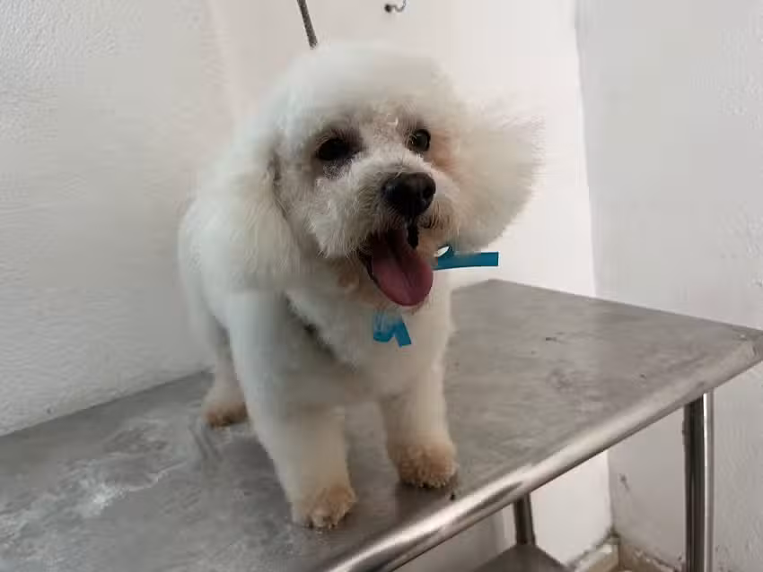 Est&eacute;tica Canina TRINI DOG