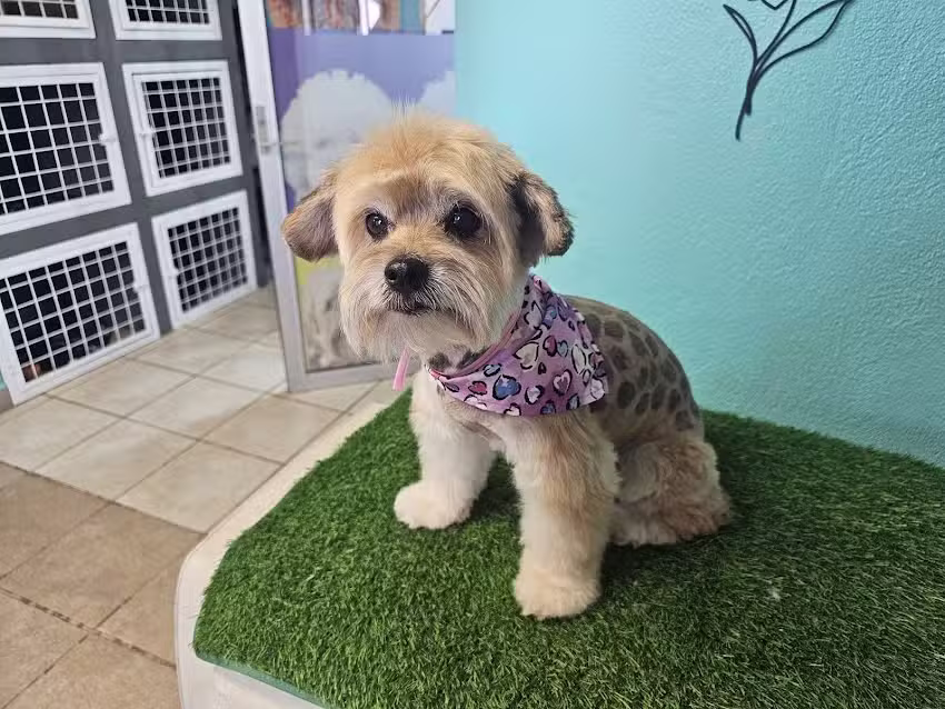 Est&eacute;tica Canina y felina BASTET