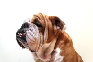 Est&eacute;tica Caninando