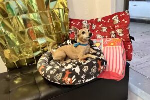 Est&eacute;tica de mascotas Shampugcitos