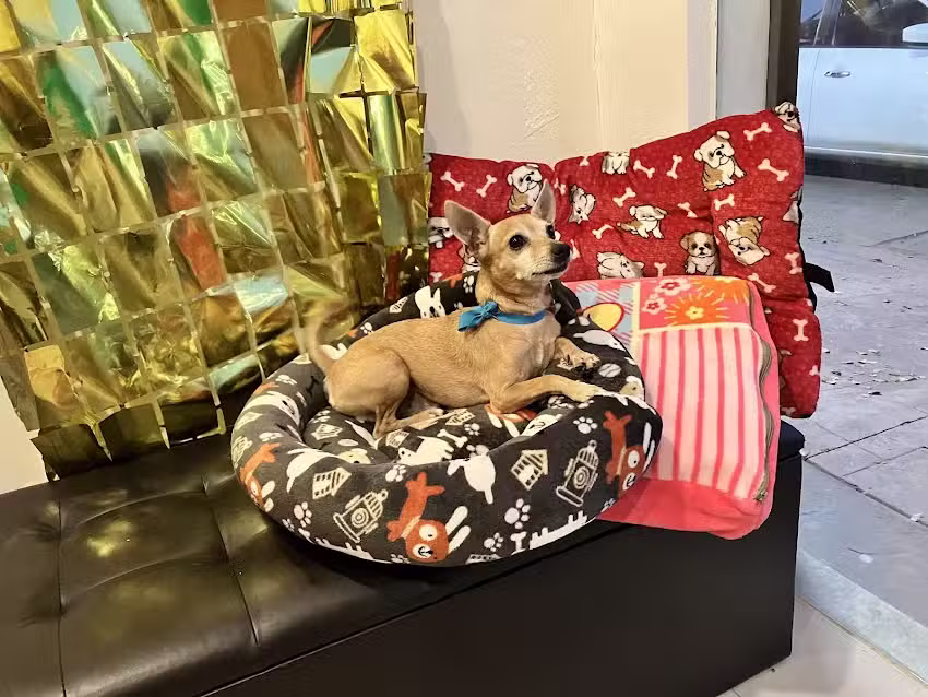Est&eacute;tica de mascotas Shampugcitos