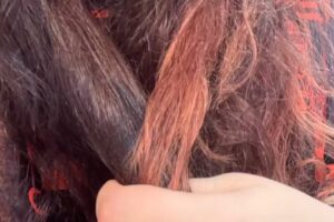 Est&eacute;tica Mozart