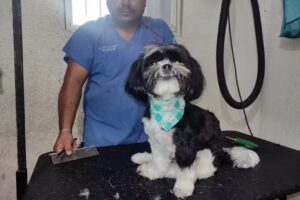 Grooming C&aacute;nino Joscar