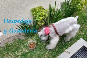 Happy Pets Salon & Spa Est&eacute;tica Canina y Hospedaje