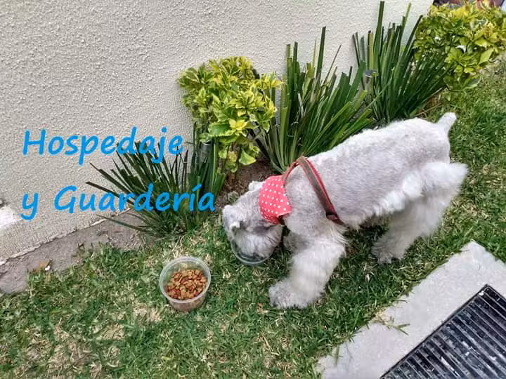 Happy Pets Salon & Spa Est&eacute;tica Canina y Hospedaje