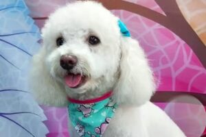 Kani Estetipet´s estética canina & vet.