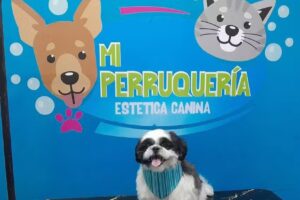 Mi Perruquer&iacute;a 🐶🐱