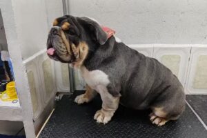 Nova est&eacute;tica canina