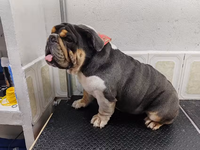 Nova est&eacute;tica canina