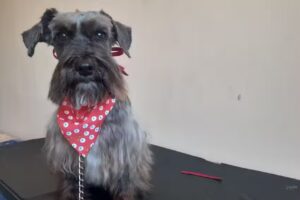 Orejitas felices estetica canina