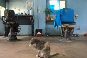 Peluquer&iacute;a Abi