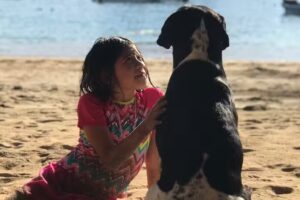 Perro bravo peluqueria de perros