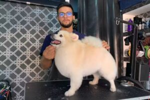 Pet Spa by Sthetic Magaña