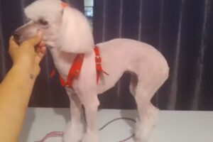 Servicios para mascotas