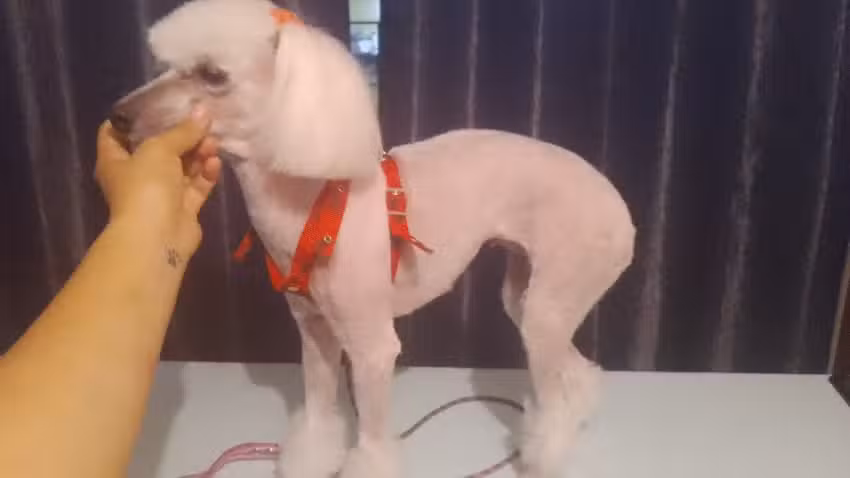 Servicios para mascotas