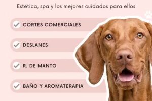 spa y estetica canina opa