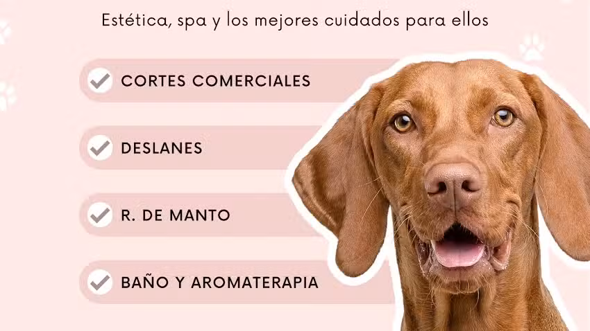 spa y estetica canina opa