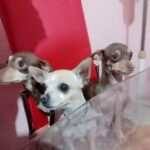 Tec Italy Hair Dimension