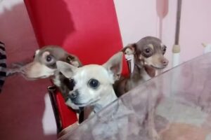 Tec Italy Hair Dimension